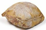 Colorful Fossil Tortoise (Stylemys) - South Dakota #263497-4